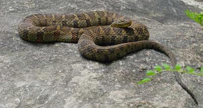 Northern Water Snake 1