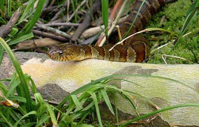 Northern Water Snake 3