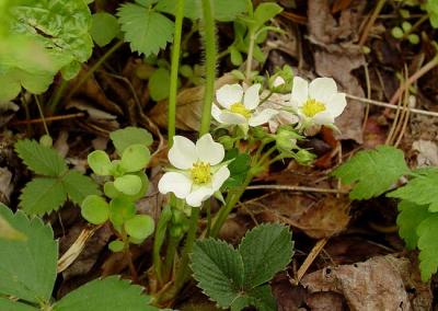 Wild Strawberry 1