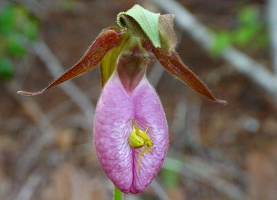 Crab Spider on Lady Slipper