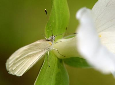 White Butterfly 1