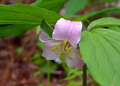 Catesby's Trillium 3