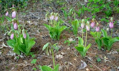 Pink Lady Slippers 1
