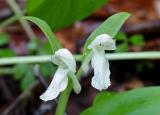 Showy Orchis 4