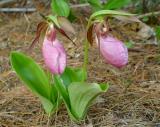Pink Lady Slippers 2