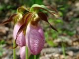 Pink Lady Slippers 3