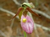 Pink Lady Slippers 4