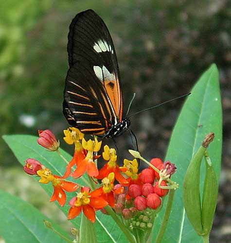 Longwing Butterfly