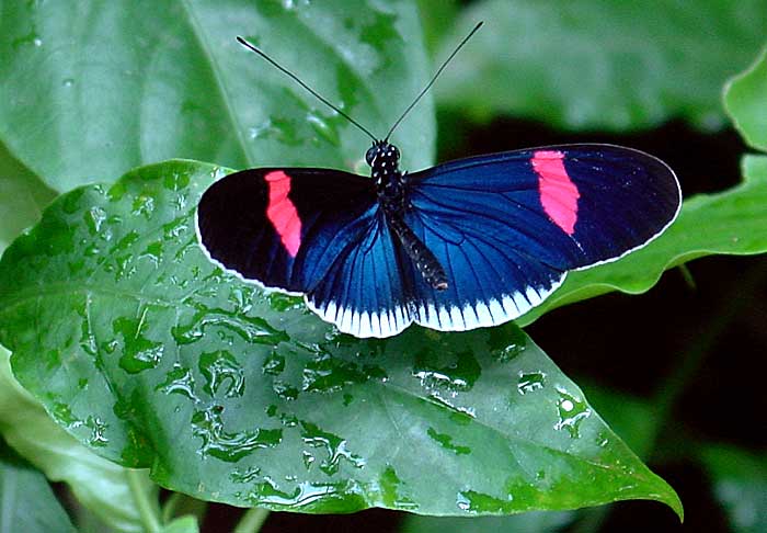 Cyrbia Longwing