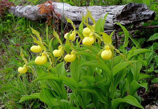 Yellow Ladys Slipper 1