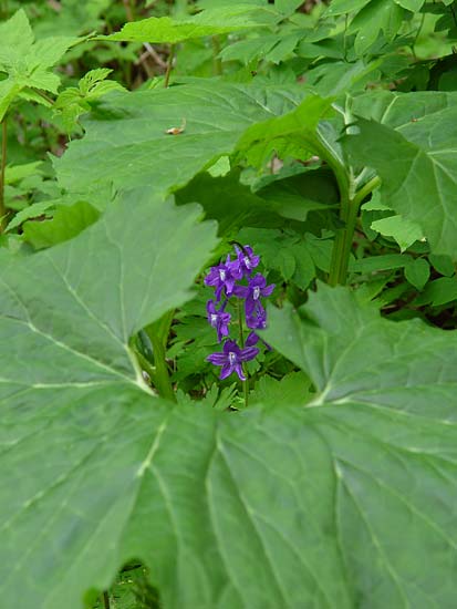 Dwarf Larkspur 1