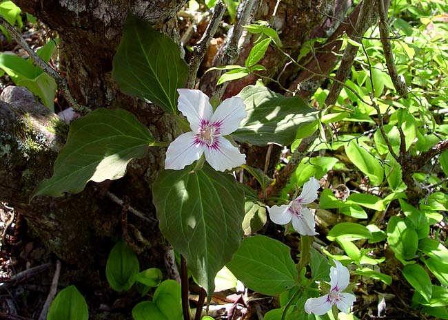 4 leaf Painted Trillium 1