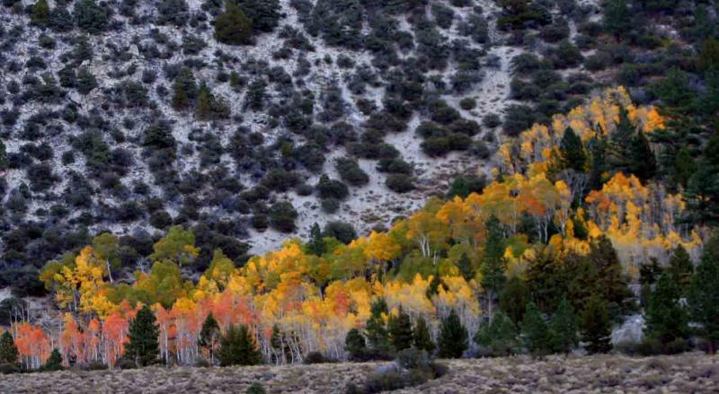 Foliage.jpg