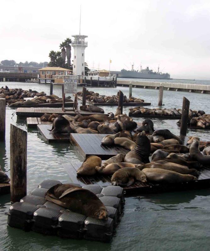 Sea Lion Invasion.jpg