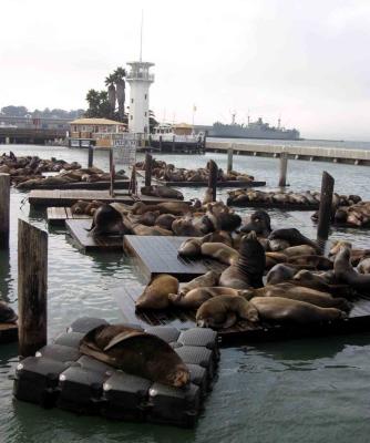 u26/waterhead/medium/43675944.SeaLionInvasion.jpg