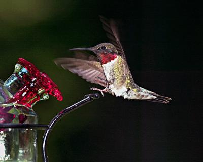 H-Bird Landing s.jpg