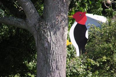 Giant Woodpecker.