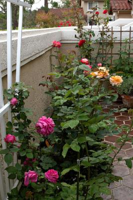 IMG_4910.jpg