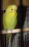 hobo parakeet