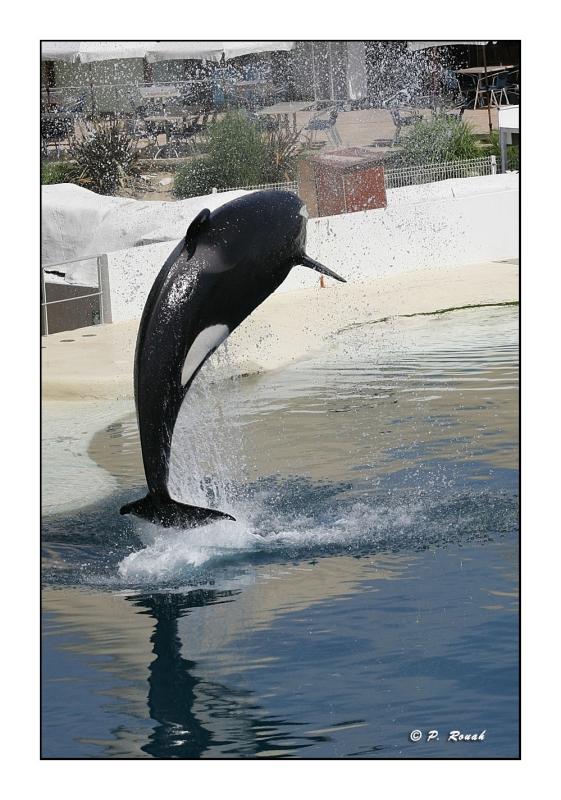 Saut de lorque - Marineland dAntibes