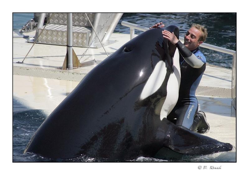 Caresse de lorque - Marineland dAntibes