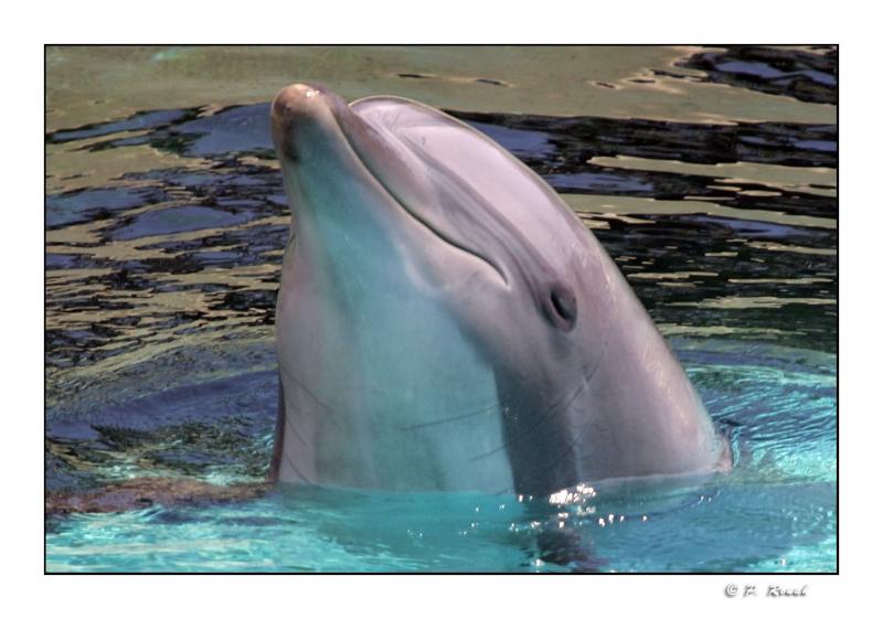 Le sourire du dauphin - Marineland dAntibes