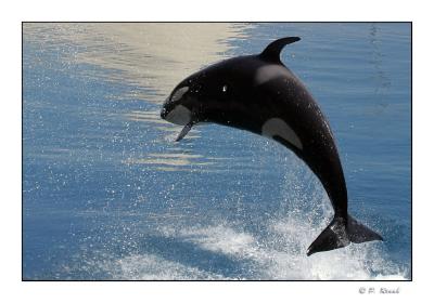 Saut de l'orque - Marineland d'Antibes