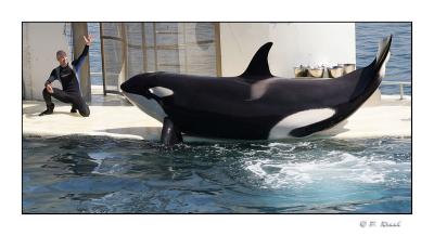 Démonstration de l'orque - Marineland d'Antibes