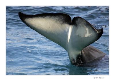 Queue de l'orque - Marineland d'Antibes