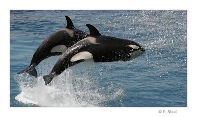 Groupe d'orques - Marineland d'Antibes