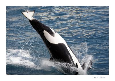 Plongeon de l'orque - Marineland d'Antibes