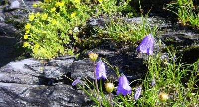 Glockenblumen im Morgentau