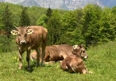 Rindli im Hsliguet