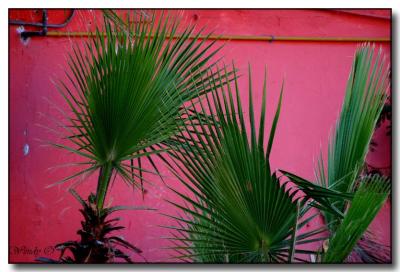 Palms on Pink