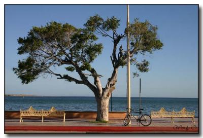 Bench, Tree & Bike