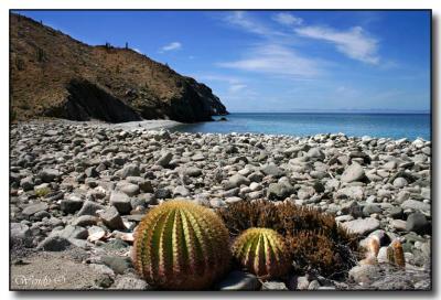 Cactus & Rocks