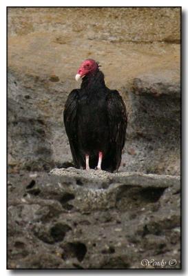 Turkey Vulture