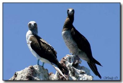 Blue & Brown Footed Boobies