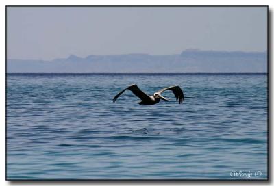 Pelican