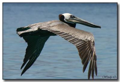 In Flight