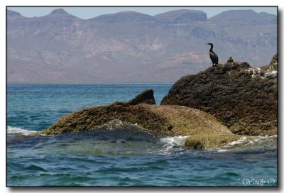 Cormorant