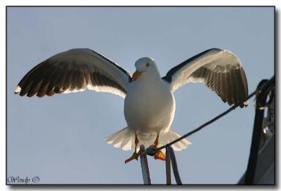 Balance