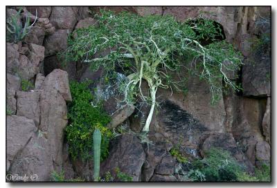 Tree & Rocks