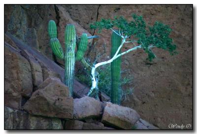 Natural Landscaping
