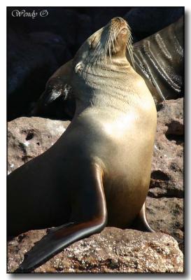 Sunning