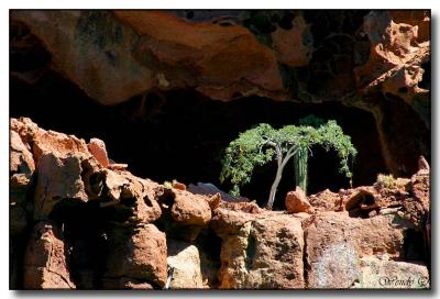 Lone Tree