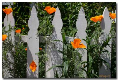 Poppies and Fence