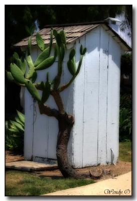 Out House with Cactus