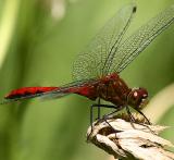 dragonfly wmiranda sharpening4pbase.jpg
