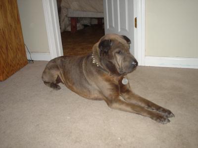 I realized there wasn't a pic of Rufus on here.